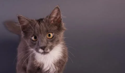 Cute Grey Kitten watching the camera gray background of Banner with copy space. Stock Photos