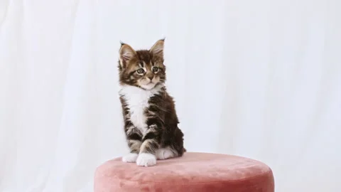 Cute Grey Kitten Watching Sitting on a Pink pouf on a White Background. Cat Show Video stock 161541996