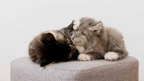 Cute Grey Kittens play having fun. Little Kitten Sleeping. Cat Show. Concept of Stock Footage 203526811
