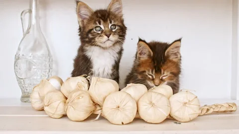 Cute Grey Kittens playing on the kitchen table. Little Gray Cat observes. Cute Stock Footage 158551600