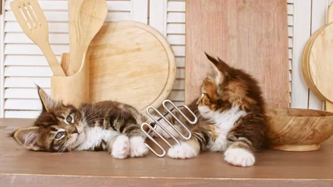 Cute Grey Kittens playing on the kitchen table. Little Gray Cat observes. Cute Stock Footage 161542311