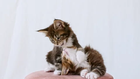 Cute Grey Kittens Playing Sitting on a Pink pouf on a White Background. Cat Show 動画素材 157885282