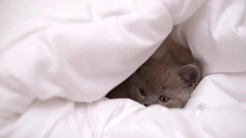 Cute grey kitty lying covered white blanket on bed. Looking at camera. Concept Stock Footage 276556992