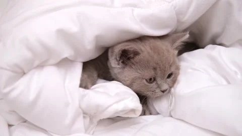 Cute grey kitty lying covered white blanket on bed. Looking at camera. Concept Stock Footage 276557059