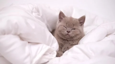 Cute grey kitty lying covered white blanket on bed. Looking at camera. Concept Stock-Footage 276557088