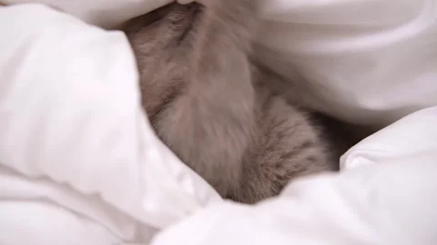 Cute grey kitty lying covered white blanket on bed. Looking at camera. Concept Stock Footage 276557148