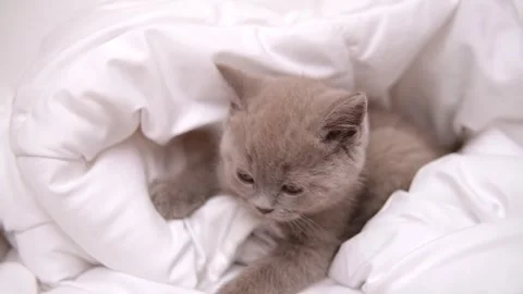 Cute grey kitty lying covered white blanket on bed. Looking at camera. Concept Stock Footage 276557272