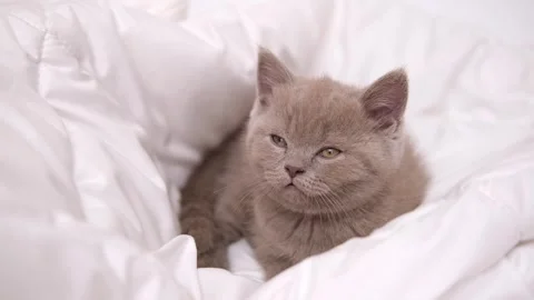 Cute grey kitty lying covered white blanket on bed. Looking at camera. Concept Stock Footage 276557282