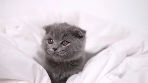 Cute grey kitty lying covered white blanket on bed. Looking at camera. Concept Stock Footage 276630935