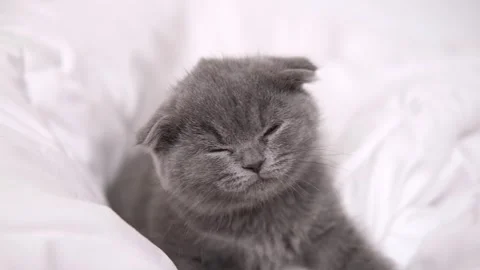 Cute grey kitty lying covered white blanket on bed. Looking at camera. Concept Stock Footage 276631049