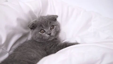 Cute grey kitty lying covered white blanket on bed. Looking at camera. Concept Stock Footage 276631065