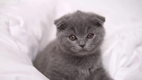 Cute grey kitty lying covered white blanket on bed. Looking at camera. Concept Stock Footage 276631073