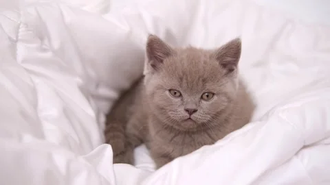Cute grey kitty lying covered white blanket on bed. Looking at camera. Concept Stock Footage 276631076