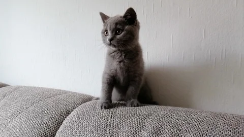Cute grey kitty twists her head in different directions Stock Footage 121059913