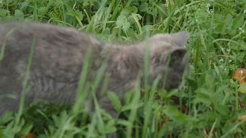 Cute grey kitty walking on the garden Video stock 88534214