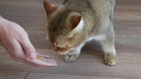 Cute grey orange cat eats food from the owner's hand Stock Footage 277420842