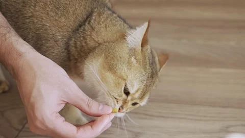Cute grey orange cat eats food from the owner's hand Stock Footage 277420906