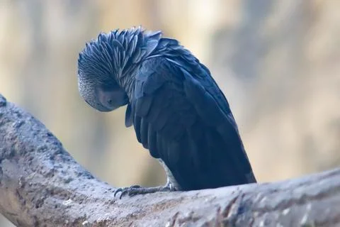Cute Grey Parrot Itching On The Tree Branch Foto stock