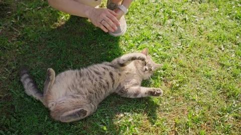A cute grey playful cat bites its owner's hand Video stock 155339832