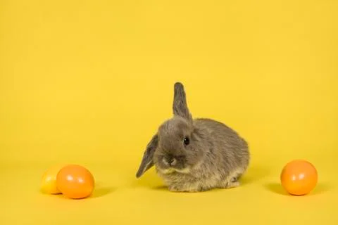 Cute grey rabbit between easter eggs on a yellow background Stock Photos