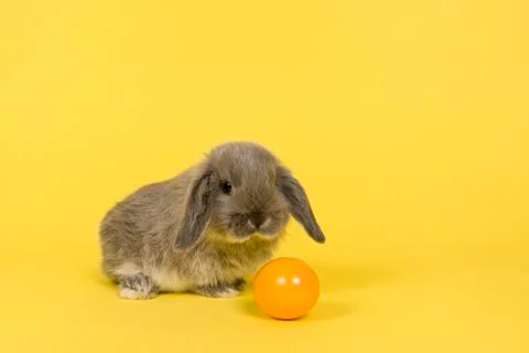 Cute grey rabbit with easter egg on a yellow background Stock Photos
