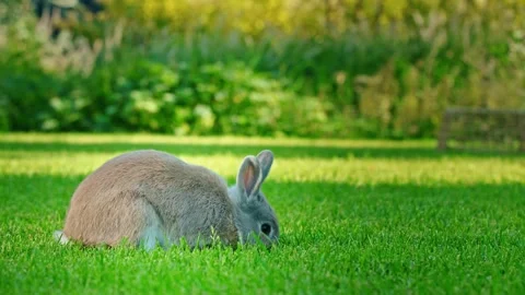 Cute grey rabbit eating fresh grass in green meadow during sunny day and ho.. Video stock 334859758