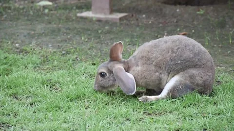 Cute grey rabbit eating grass Stock Footage 164516208