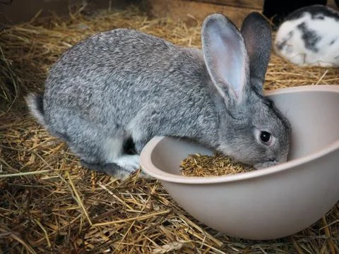 Cute grey rabbit eats food from a bowl in a cage Stock Photos