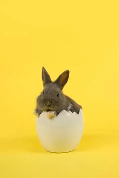 Cute grey rabbit looking at the camera in a white egg on an yellow background Stock Photos