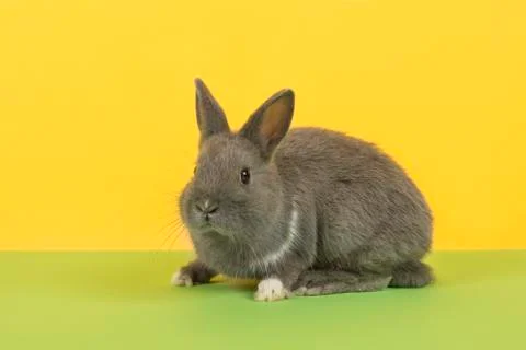 Cute grey rabbit seen from the side on a green and yellow background Stock Photos