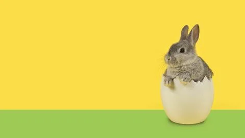 Cute grey rabbit in a white egg on an yellow background with copy space Stock Photos