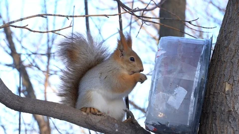 A cute grey red squirrel sits on a stump and eats seeds on a Sunny winter day. Stock Footage 121802253