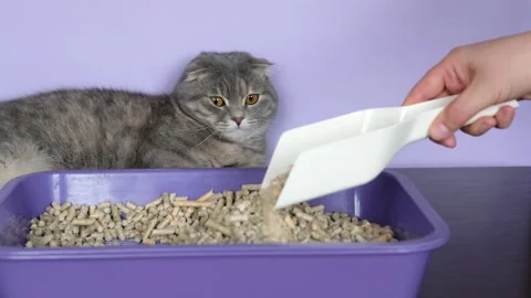 The cute grey scottish fold cat look at toilet hand clean cats tray Stock Footage 169471527