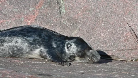 Cute Grey Seal Pup Crawling on Sunny Rock in Spring (Slow Motion) Stock Footage 332439503