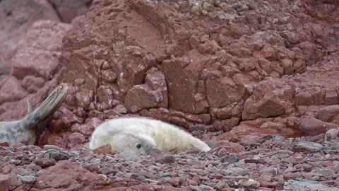 Cute Grey Seal Pup scratching on Burnmouth Harbour Beach, St Abbs Head 스톡 동영상 257697148