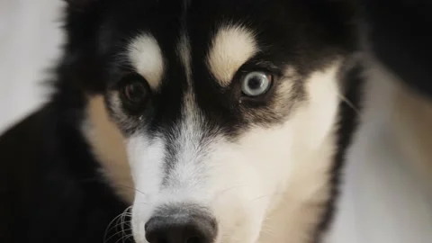 Cute Grey Siberian Husky dog portrait on sofa at home Stock Footage