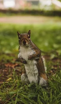 Cute grey squirrel chilling in park Stock Photos