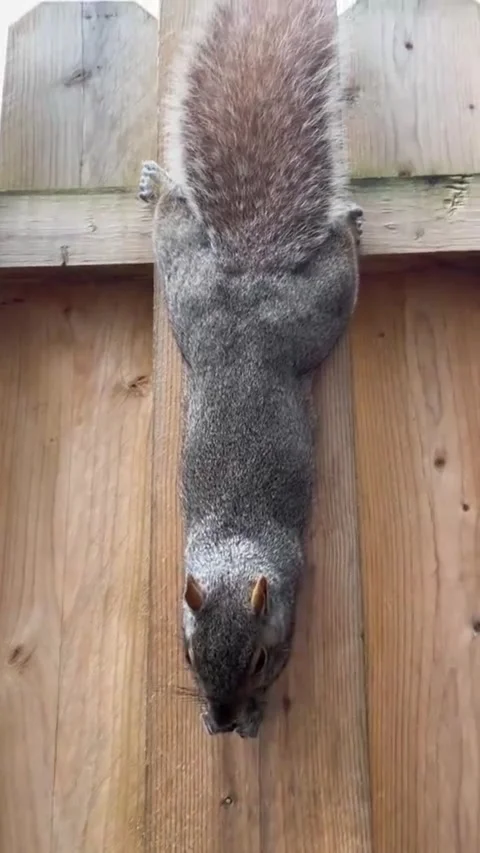 A cute grey squirrel climbing down a wooden fence Video stock 343698243