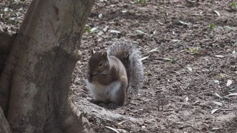 Cute Grey Squirrel Eating at the Base of a Tree Stock Footage 329122097
