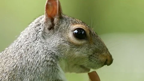 Cute grey squirrel eating Stock Footage 93358142