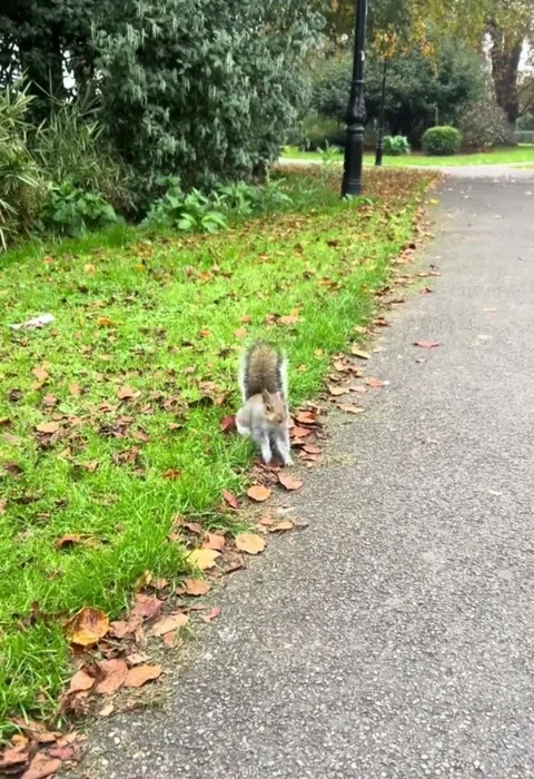 A cute grey squirrel eating a nut on the grass in a public park Stock Footage 335249474