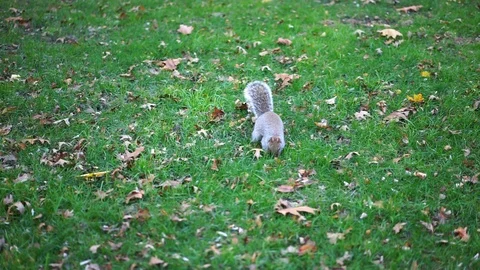Cute grey squirrel eating in the park. Video stock 125715620