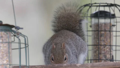 A cute grey squirrel eats seeds on a bird feeding table - close up 1. 4K tripod Stock Footage 171358817