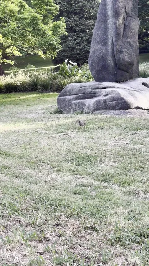 Cute grey squirrel hiding food in grass at London park vlog Stock Footage 335896072