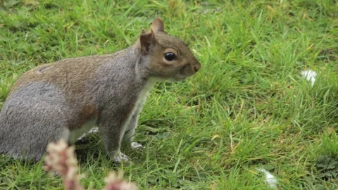 Cute Grey Squirrel Moving Quickly Looking For Food In Grass Garden Daytime Stock Footage 303009458