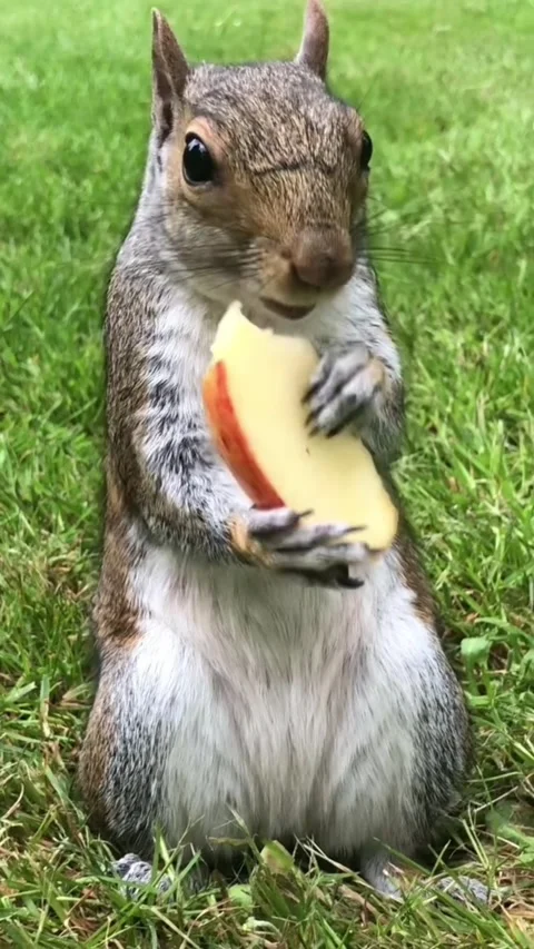 A cute grey squirrel sitting on the grass while eating a slice of apple Stock Footage 335491662