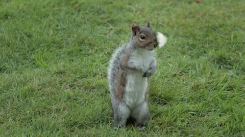 Cute Grey Squirrel Standing Up In Garden Looking Around Daytime Close Up Stock Footage 303474274