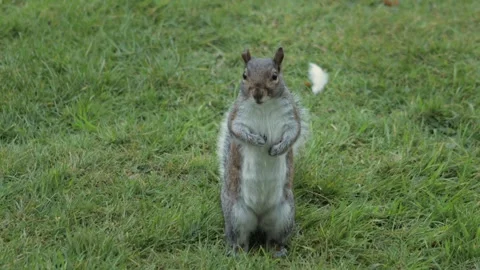Cute Grey Squirrel Standing Up In Garden Looking Around Then Jumps Away Daytime Stock Footage 303474591
