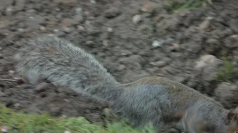 Cute Grey Squirrel Standing Up In Garden Flowerbed Looking Around Daytime Close Stock Footage 303881126