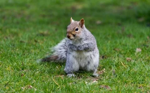 Cute grey squirrel standing on grass in a park Stock Photos